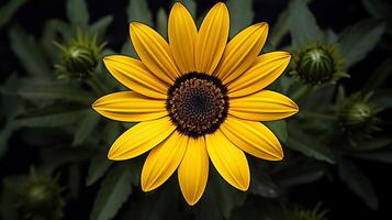 ai gerado vibrante amarelo margarida Flor uma símbolo do beleza dentro natureza foto