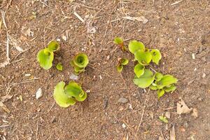 plantas a partir de a galangal especiaria este estão ainda embutido dentro a jardim solo com latim nome Kaempferia galanga foto