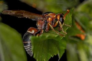 vespa de oleiro adulta