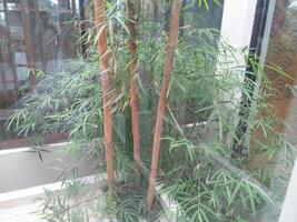 uma foto do a bambu plantas dentro a vidro sala. perfeito para jornais, revistas e tablóides