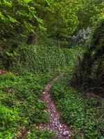 escondido verde caminho dentro uma floresta foto
