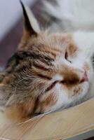 uma gato dormindo em uma tigela foto