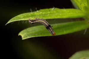 pequena lagarta comendo uma planta