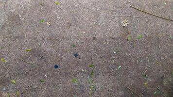 foto do asfalto textura sujo com poeira e folha detritos