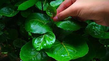 uma foto do uma pequeno plantar e uma mão colheita a gorjeta do a da planta folhas