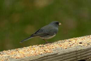 isto fofa pequeno olhos escuros Junco estava empoleirado em isto de madeira Castanho corrimão. a pequeno pássaro veio dentro para alguns alpiste. alguns ligar isto aviária uma pássaro da neve. Eu amor dele Sombrio corpo com branco penas. foto