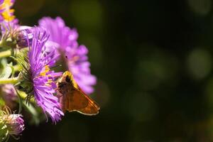 isto fofa pequeno capitão borboleta é visto dentro isto lindo roxa flor para coletar venha néctar. a flor é uma Novo Inglaterra áster. isto pequeno inseto E se uma ótimo polinizador. foto