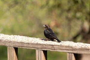 isto fofa pequeno cowbird estava empoleirado em a de madeira grade por aí todos isto alpiste. dele fofa pequeno Preto penas com uma Castanho cabeça é muito característica do isto pássaro. foto