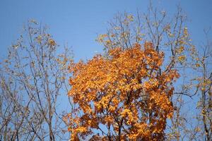 Eu amor a Veja do esses lindo outono cores. a outono folhagem às Está pico. a laranja, amarelo, e vermelho mostrando a folhas estão sobre para derrubar. uma azul céu pode estar visto dentro a fundo. foto