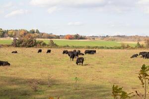 isto lindo campo do vacas realmente mostra a terras agrícolas e quão aberto isto área é. a Preto bovinos esticado através a lindo verde Prado Fora pastar com a nublado céu acima. foto