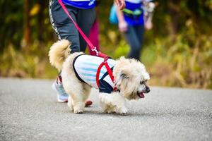 cachorro corrida exercício em a estrada com proprietário, exercício dentro a manhã foto