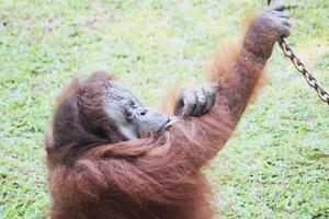 orangotango relaxante às a jardim zoológico foto