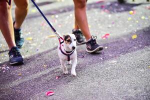 cachorro corrida exercício em a estrada com proprietário, exercício dentro a manhã foto