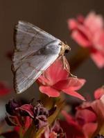 mariposa underwing em uma planta com flor foto