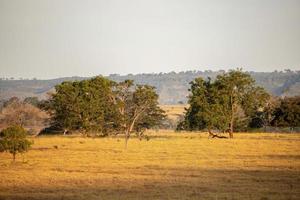 campos de pastagem típicos foto