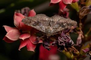 traça adulta underwing em uma planta foto