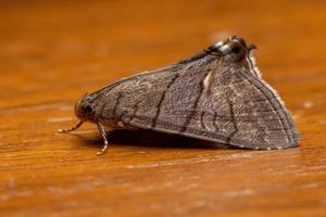 mariposa adulta underwing foto