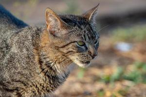 gato doméstico selvagem foto