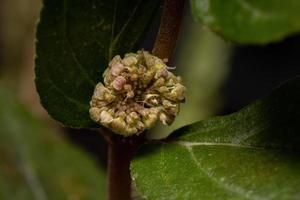 flor de uma planta de asma foto