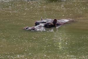 hipopótamo na água foto