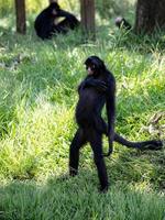 macaco-aranha preto de cara preta foto