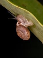 caracol vagabundo asiático foto