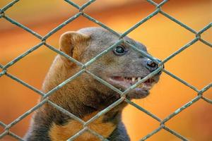 animal selvagem tayra foto