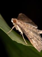 mariposa pérola brasileira foto