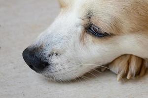 cara de cachorro doméstico foto