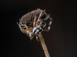 pequena aranha saltadora foto