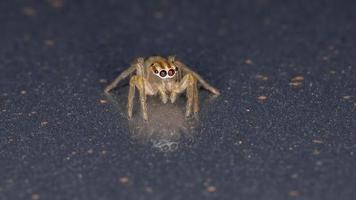 aranha saltadora brasileira foto