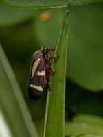 froghopper adulto em uma folha foto