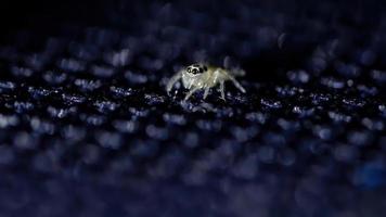 pequena aranha saltadora foto