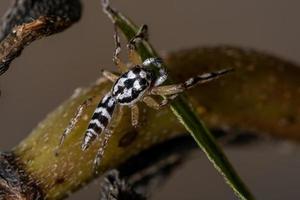 pequena aranha saltadora foto