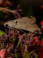 traça corujinha gráfica em uma planta com flor foto