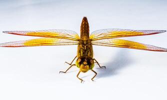 muito detalhado macro foto do uma libélula. macro tomada, mostrando detalhes do a libélula olhos e asas. lindo libélula dentro natural habitat