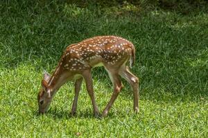 castanho pastar dentro a Jardim fechar-se foto