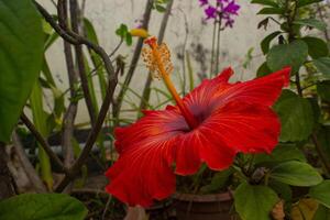 fechar-se Visão do vermelho hibisco flor foto