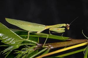 mantis unicórnio adulto feminino foto