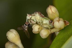 inseto de emboscada adulto foto