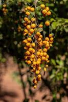 frutos amarelos de flor do céu foto