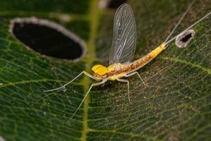 pequeno mayfly macho adulto foto