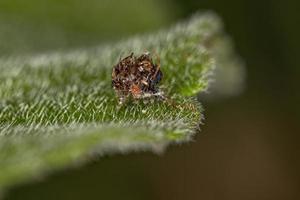 larva de crisálida verde foto