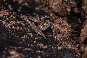 aranha saltadora de parede cinza foto