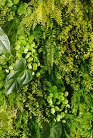 natural texturizado fundo do verde plantas. a conceito do natural plantas foto