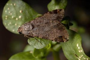 adulto gráfico owlet mariposa em uma beldroega comum foto