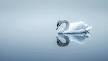 ai gerado sereno cisne refletindo em calma águas ai gerado foto