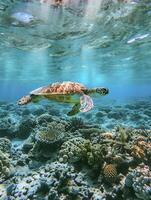 ai gerado sereno embaixo da agua meio Ambiente com mar tartaruga natação acima uma coral recife dentro claro, turquesa águas ai gerado foto