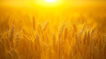 ai gerado sereno imagem captura pacífico cena do trigo campo às nascer do sol. a Sol é visível, aparecendo Como brilhante, dourado esfera no meio a trigo talos ai gerado foto