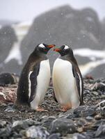 ai gerado dois pinguins em pé fechar para cada de outros em uma rochoso superfície ai gerado foto